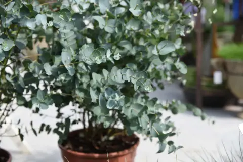 Ein dicht belaubter Strauch mit runden, blaugrünen Blättern. Die **Eucalyptus Gunnii Pflege** ist unkompliziert, ideal für Anfänger.