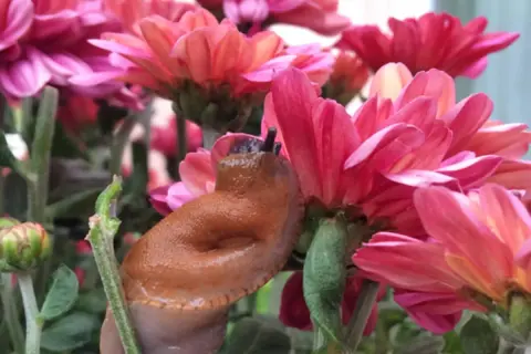 Eine braune Nacktschnecke kriecht über pinke Chrysanthemen.