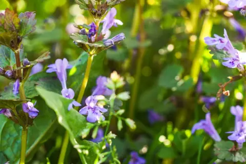 Nahaufnahme der Gundermann Pflanze mit ihren zarten violetten Blüten und grünen Blättern im Sonnenlicht.