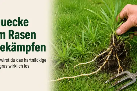 Hand zieht Quecke mit Wurzeln aus dem Rasen. So kannst du hartnäckiges Unkraut bekämpfen.