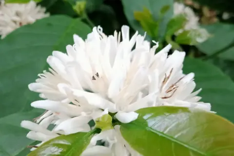 Weiße, sternförmige Blüten einer Kaffeepflanze. Die richtige Kaffeepflanze Pflege ist entscheidend für diese zarten Blüten.