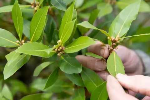 Hände prüfen die Knospen einer Lorbeerpflanze. Gute Lorbeerpflanze Pflege sorgt für gesunde Blätter.