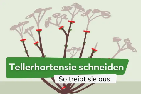 Illustration zeigt, wie man Tellerhortensien schneidet, damit sie neu austreiben.