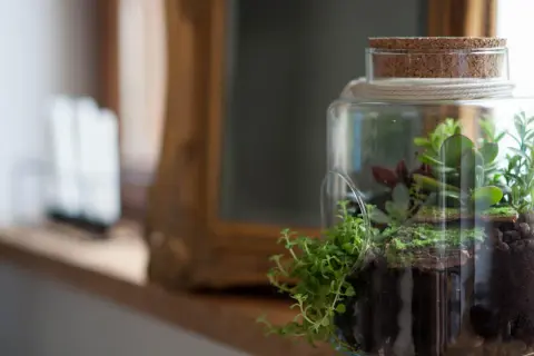 Ein kleines Ökosystem mit verschiedenen sukkulenten im glas, das auf einem Fensterbrett steht.
