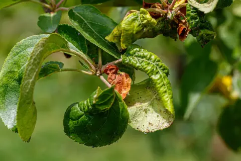 Verkrüppelte Blätter und braune Flecken zeigen **Apfelbaum Krankheiten**. Kleine Insekten krabbeln auf den Blättern.