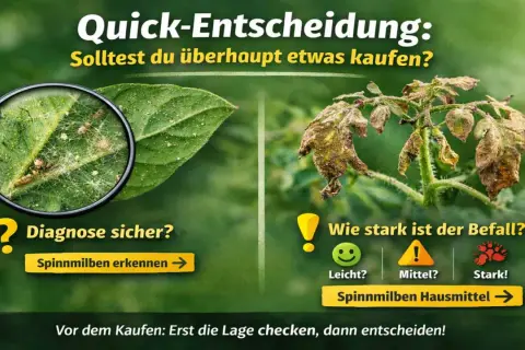 Lupe zeigt Spinnmilben auf Blatt. Rechts welkes Blatt. Entscheidungshilfe: Spinnmilben erkennen, Befallstärke einschätzen, Hausmittel finden.