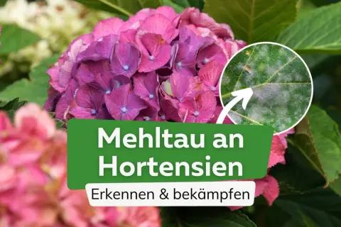 Nahaufnahme einer Hortensienblüte mit einem Detailbild eines Blattes, das von Mehltau befallen ist. Der Text "Mehltau an Hortensien" ist sichtbar.