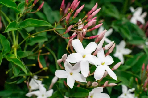 Weiße Jasminblüten und rosa Knospen vor grünen Blättern. Zeit zum jasmin schneiden, um neues Wachstum zu fördern.