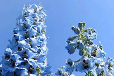 Blauer Rittersporn im Sonnenlicht, ein idealer Standort für diese Sommerblumen.