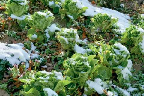 Romana-Salat im Schnee. Ein Zeichen, welchen Salat man jetzt noch pflanzen kann, wenn er winterhart ist.