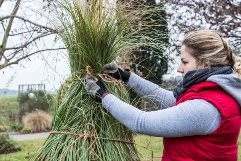 Frau bindet Pampasgras im Topf zusammen, um es vor dem Winter zu schützen.