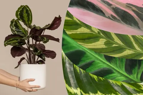 Vielfalt der Calathea arten: eine Pflanze im Topf und Nahaufnahmen von Blättern in Rosa, Grün und Gelb.