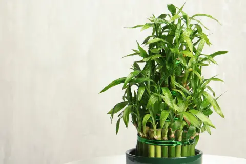Ein grüner Lucky Bamboo im Topf, dessen Pflege einfach ist. Die glänzenden Blätter sind mit Wassertropfen bedeckt.