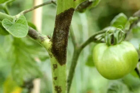 Tomatenstamm mit dunklen Flecken, ein Zeichen für Krankheiten. Ein grüner Tomatenfruchtansatz ist sichtbar.