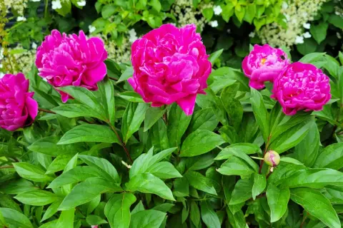 Leuchtend pinke Pfingstrosen blühen üppig aus der dunklen Erde, umgeben von sattgrünen Blättern.