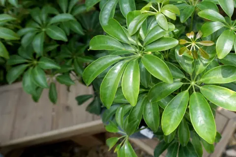 Grüne, glänzende Blätter von Schefflera, ideal als pflegeleichte Pflanzen, die wenig Licht brauchen.