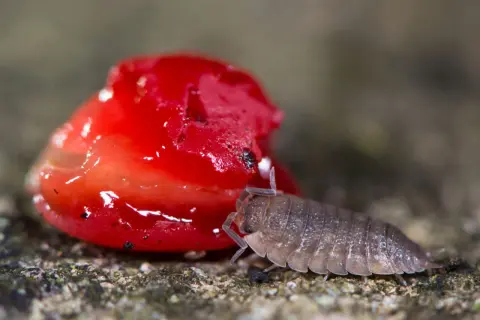 Eine Kellerassel krabbelt auf einem roten Fruchtstück. Tipps zum Kellerasseln vertreiben.