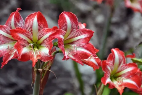 Rote und weiße Amaryllisblüten, die auf eine gute Amaryllis Pflege hinweisen.