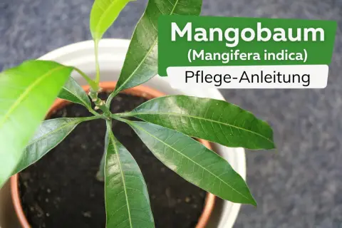 Ein junger Mangobaum, etwa 1 Jahr alt, in einem Topf. Die grünen Blätter sind üppig und zeigen die Pflege-Anleitung für Mangobäume.