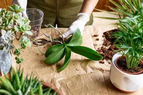 Hände mit Handschuhen bereiten das Orchideen umtopfen vor. Eine Orchidee mit Luftwurzeln liegt bereit, daneben Rindenmulch und eine Schere.
