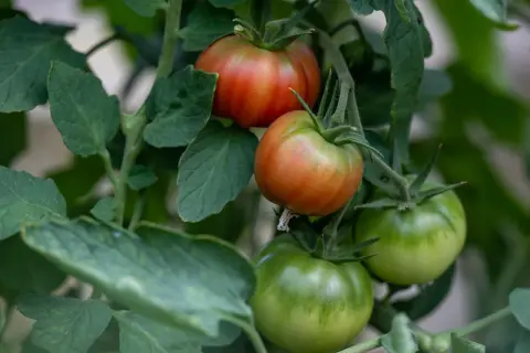 Reife Tomaten werden rot, während andere noch grün sind. Die Sonne lässt sie langsam reifen.