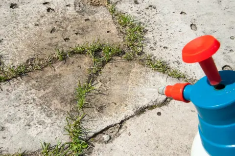 Ein Sprühgerät mit Essigessenz bekämpft Unkraut auf Betonplatten.