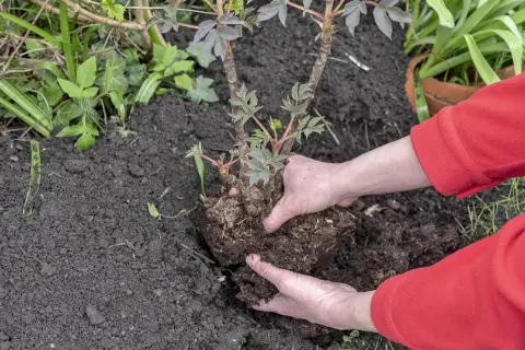 Hände pflanzen eine Pfingstrose um. Der Wurzelballen wird vorsichtig in die Erde gesetzt, um die Pflanze an ihrem neuen Standort zu etablieren.