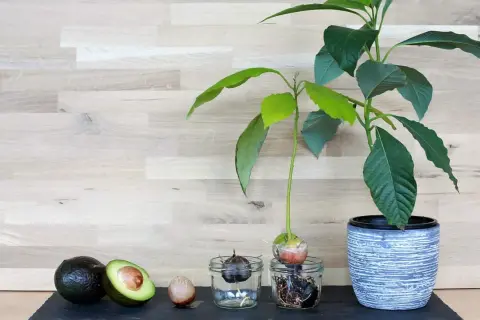 Vom ganzen Avocado-Kern zum Keimling: Ein Prozess, der Geduld beim Avocado kern ziehen erfordert.