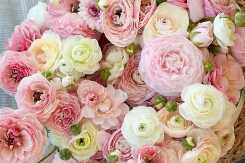 Ein üppiger Strauß zarter Ranunkeln in Rosa- und Cremetönen. Diese Blumen sind perfekt, um einen Hauch von Frühling zu genießen, wenn man sie pflanzt.