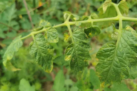 Nahaufnahme eines Zweigs mit grünen Blättern, die gelb werden und welken. Die Tomatenpflanzen zeigen Anzeichen von Stress.