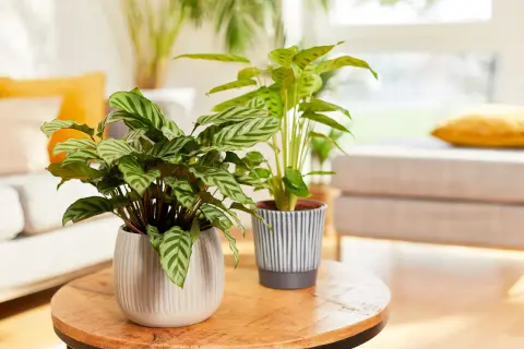 Zwei Calathea-Pflanzen mit gemusterten Blättern stehen auf einem Holztisch. Der ideale Calathea Standort ist hell, aber ohne direkte Sonneneinstrahlung.