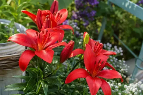 Leuchtend rote Lilien blühen im Garten. Der ideale lilien standort ist sonnig und geschützt.