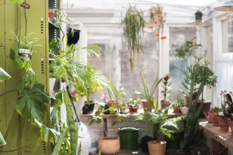 Grüner Wintergarten mit vielen Pflanzen. Tolle anbau wintergarten ideen für Pflanzenliebhaber.