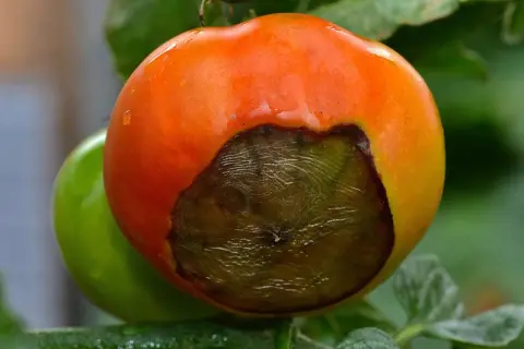 Reife Tomate mit großen, dunklen braunen Flecken, die auf Verderb hindeuten. Eine unreife grüne Tomate ist im Hintergrund zu sehen.