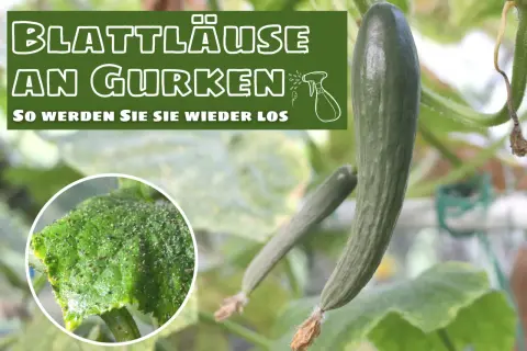 Blattläuse befallen eine Gurkenpflanze. Ein Detailbild zeigt die kleinen Schädlinge auf einem Blatt.