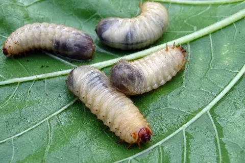 Vier Engerlinge auf einem grünen Blatt. Man kann die Unterschiede zwischen den Engerlingen gut erkennen.