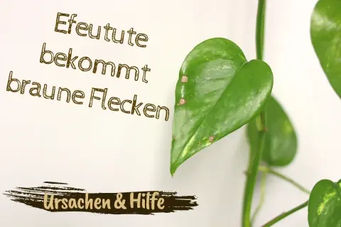 Efeutute bekommt braune Flecken. Ursachen & Hilfe für Ihre Pflanze.