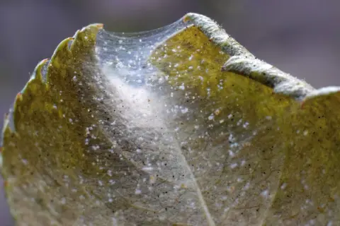 Feine Spinnweben auf einem Blatt, ein Zeichen für Spinnmilben. Hausmittel können hier helfen.