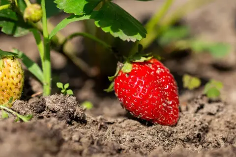 Eine reife Erdbeere leuchtet rot im Sonnenlicht, daneben eine noch grüne Frucht.