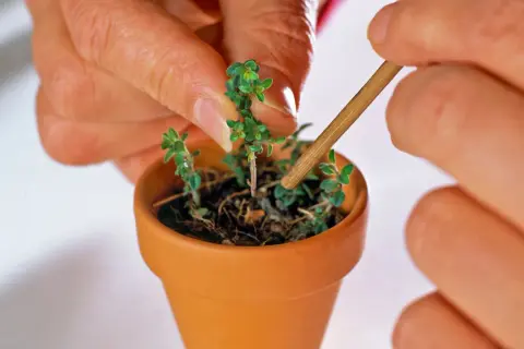 Hände pflanzen kleine Thymian-Setzlinge in einen Terrakotta-Topf. So kann man Thymian vermehren.
