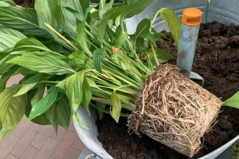 Ein grüner Pflanzenballen mit vielen Wurzeln liegt neben frischer Erde in einem Zinkgefäß. Eine kleine Schaufel hilft beim **Pflanzen umtopfen**.