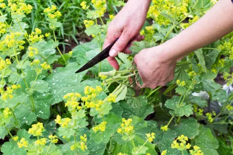 Hände ernten Frauenmantel mit einem Messer. Die grünen Blätter und gelben Blüten sind mit Tautropfen bedeckt.