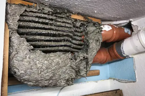 Großes Hornissennest neben Rohren. Die Entfernung eines solchen Nestes erfordert Vorsicht.