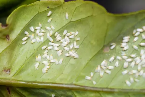 Eine Gruppe winziger, weißer Fliegen krabbelt auf einem grünen Blatt.