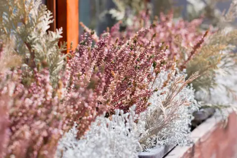 Balkonkasten mit winterharte balkonpflanzen: Heidekraut in Rosa und silbrig-graue Ziergräser trotzen der Kälte.