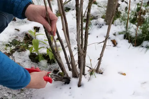 Hände schneiden mit roter Gartenschere einen Trieb ab, um Stachelbeeren zu vermehren. Schnee bedeckt den Boden.