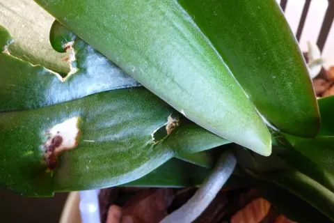 Orchideenblätter mit Fraßschäden und braunen Flecken, verursacht durch Thripse.