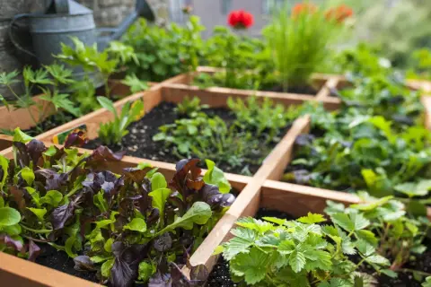 Ein Hochbeet mit verschiedenen Salaten, Erdbeeren und Kräutern. Perfekt für die **Pflanzen Ostbalkon**-Idee.