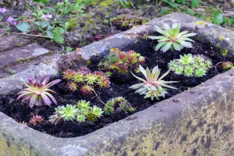 Steinbeet mit verschiedenen Sukkulenten und Hauswurzen. Tolle Ideen mit Pflanzsteinen für einen pflegeleichten Garten.