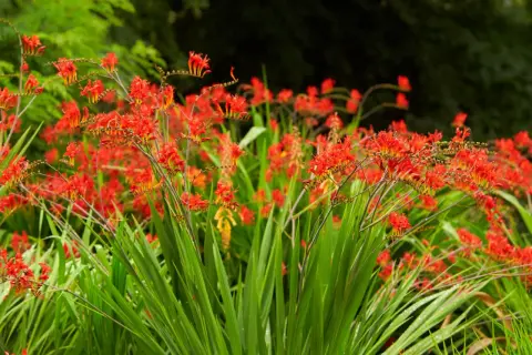 Leuchtend rote Montbretien-Blüten vor sattgrünem Laub. Ein idealer **montbretien standort** für sonnige Plätze im Garten.